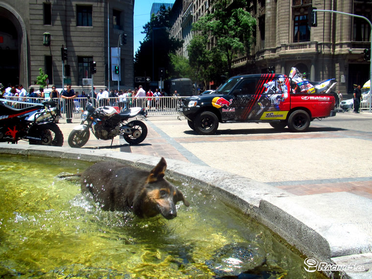 Perro Dakariano Dakar 2013